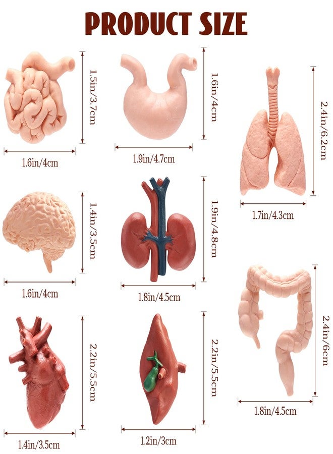 VICROIC 8 PCS Mini Human Body Model for Kids, Human Organ Model Anatomy, Physiology 3D Realistic Study Tools for Students Sciences Class Learn - Image 2